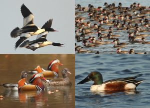 Vier Entenarten, die sich in der Nahrungsaufnahme stark unterscheiden: Gänsesäger Mergus merganser (links oben), Kolbenente Netta rufina (rechts oben), Mandarinente Aix galericulata (links unten) und Löffelente Spatula clypeata (rechts unten). Foto: Thomas Grüner.