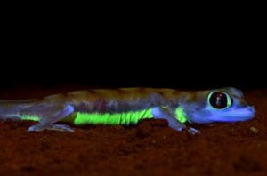 Wüstengecko
