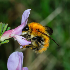 bombus