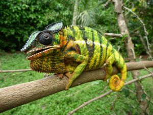 Das Pantherchamäleon (Furcifer pardalis) ist zu einem beliebten Haustier geworden (Foto: Frank Glaw)